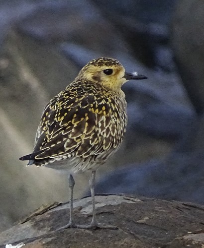 Pacific Golden-Plover