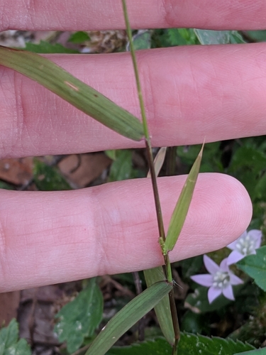 Image of Gophertail grass by (c) Alison Northup, some rights reserved (CC BY)