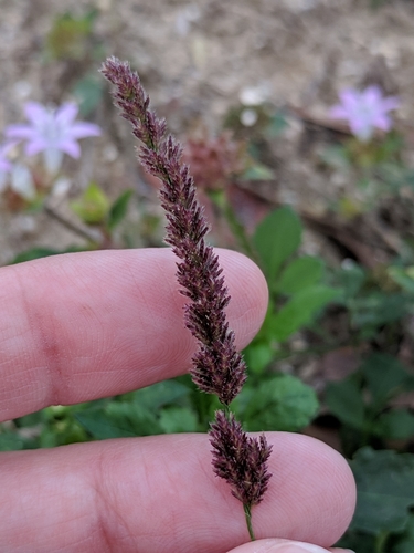 Image of Eragrostis ciliaris by (c) Alison Northup, some rights reserved (CC BY)