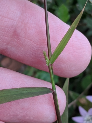 Image of Gophertail grass by (c) Alison Northup, some rights reserved (CC BY)