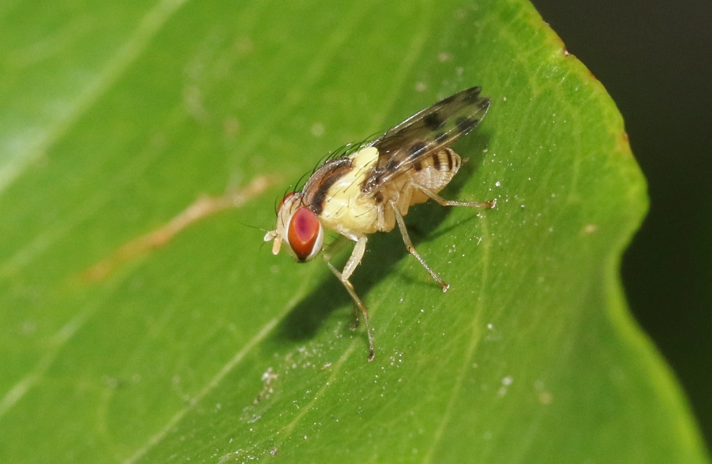 Lauxanioidea