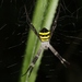 Argiope aetherea - Photo (c) James Bailey, alguns direitos reservados (CC BY-NC), uploaded by James Bailey