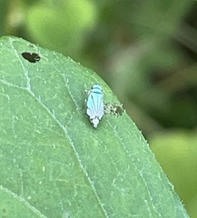 Stirellus bicolor image