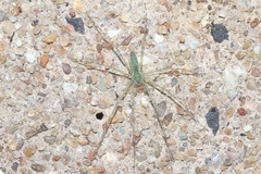 Hygropoda lineata