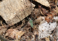 Hygropoda lineata