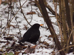 Turdus merula