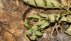 Indotyphlops braminus