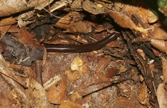 Indotyphlops braminus