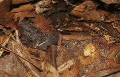 Indotyphlops braminus