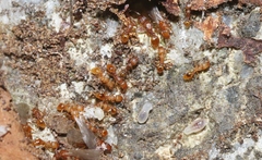Tetramorium simillimum