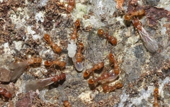 Tetramorium simillimum