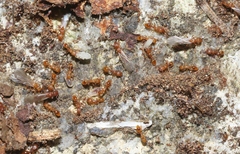 Tetramorium simillimum