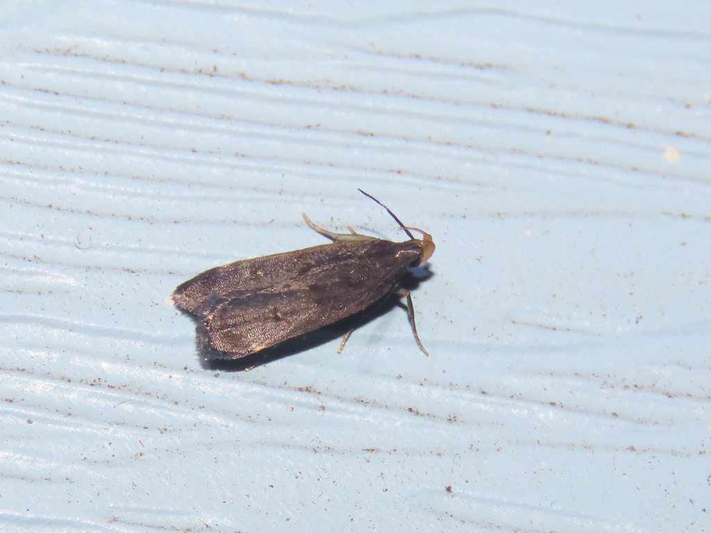 Orange-dotted Dichomeris Moth