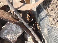 Habronestes hunti