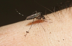 Aedes vigilax