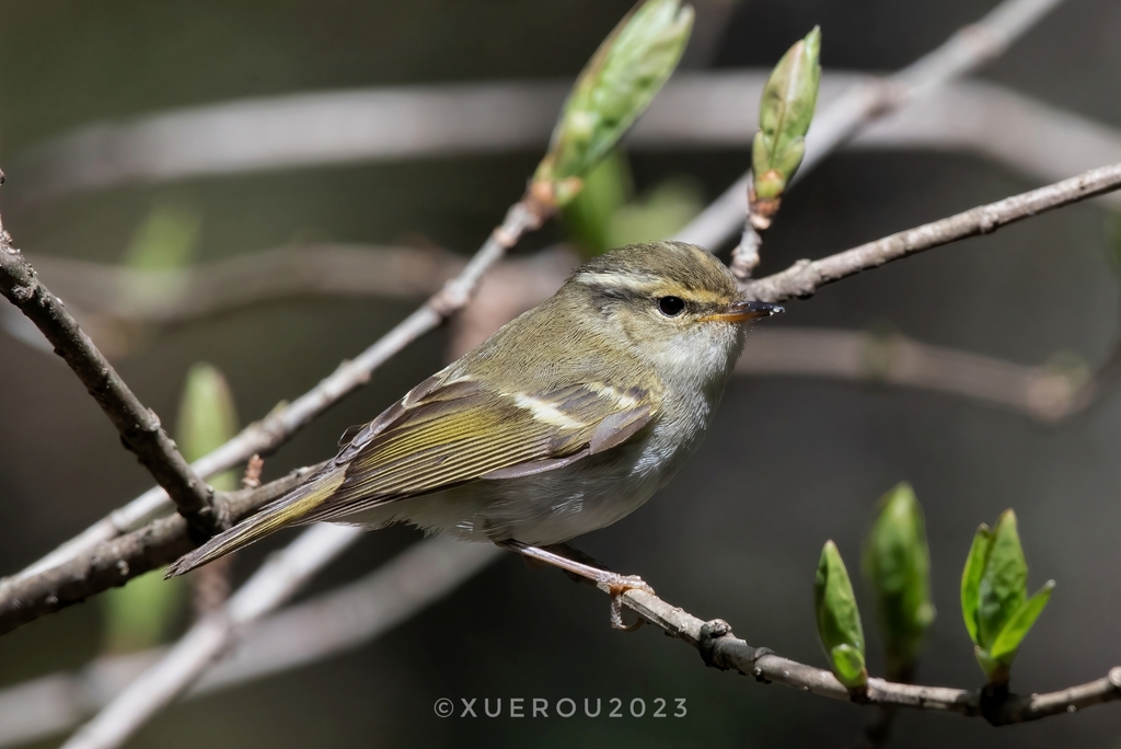 Gansu Leaf Warbler