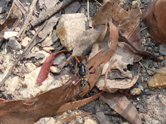 Habronestes hunti
