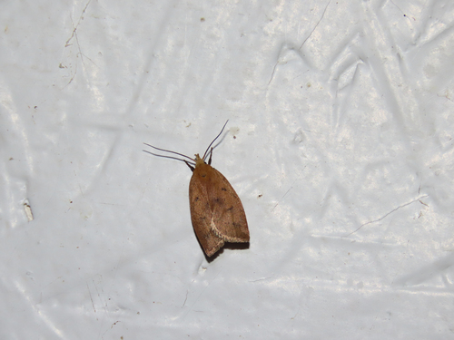 Dotted Leaftier Moth photo 3