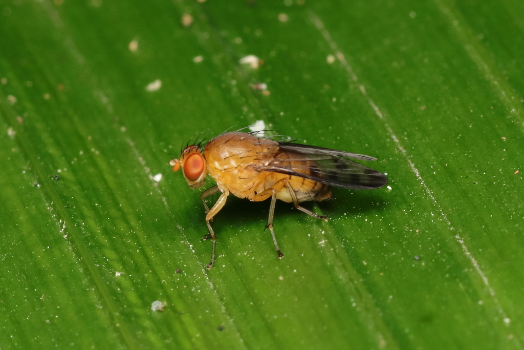 Scutominettia contigua