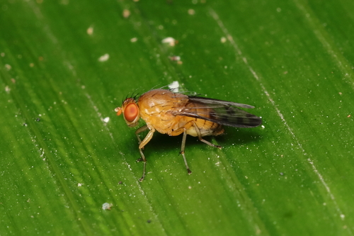 Scutominettia contigua