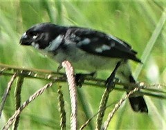 Sporophila americana
