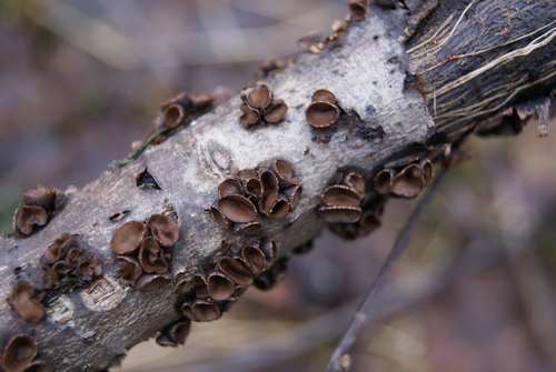 Sclerencoelia fascicularis image