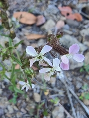 Silene gallica image