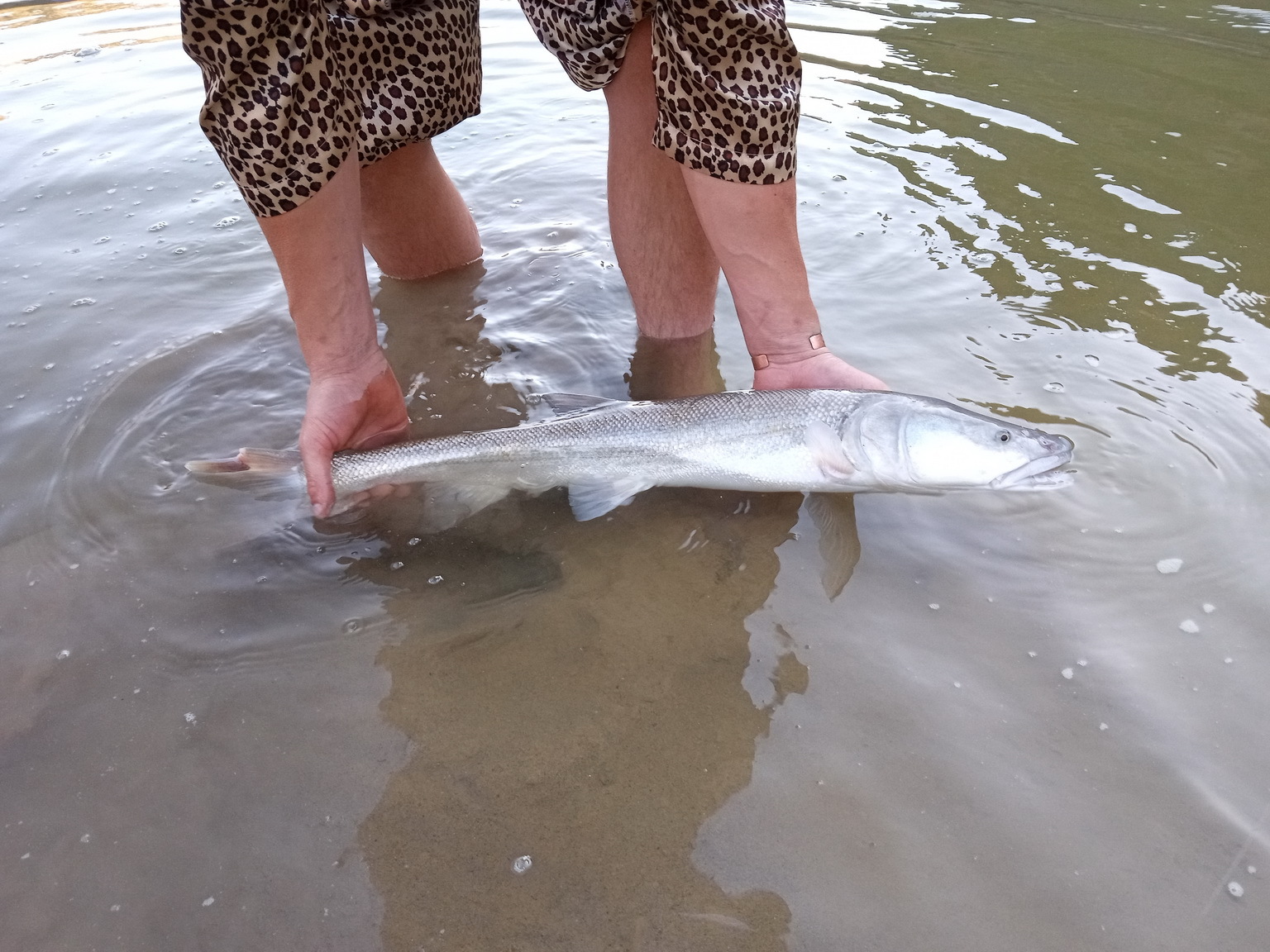 Colorado Pikeminnow photo 7