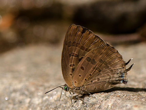 Kanara Oakblue