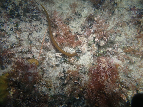 Key worm eel (Ahlia egmontis) — Ophichthidae — 5