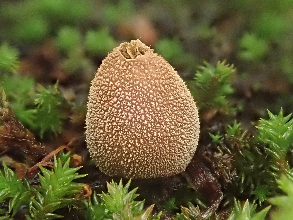 Bryoperdon acuminatum