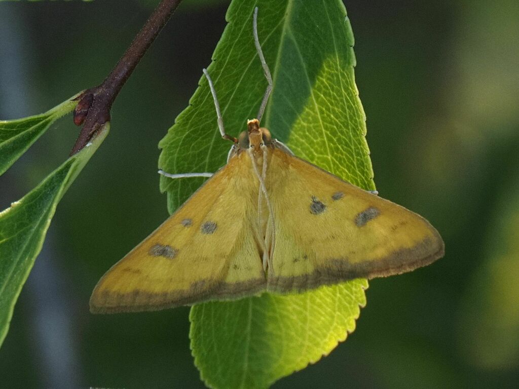 Mecyna trinalis