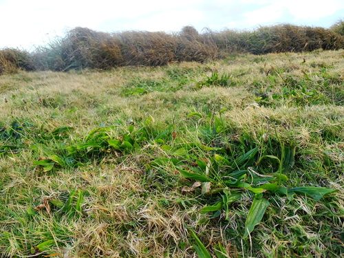 Plantago lanceolata observed 2016-02-12