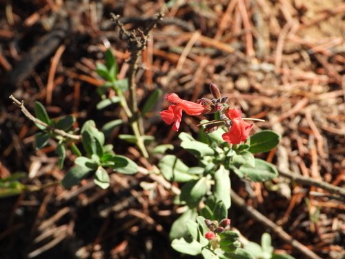 Image of Salvia greggii by (c) Leticia Jiménez Hernández, some rights reserved (CC BY-SA)