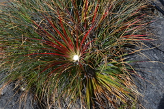 Fascicularia bicolor bicolor