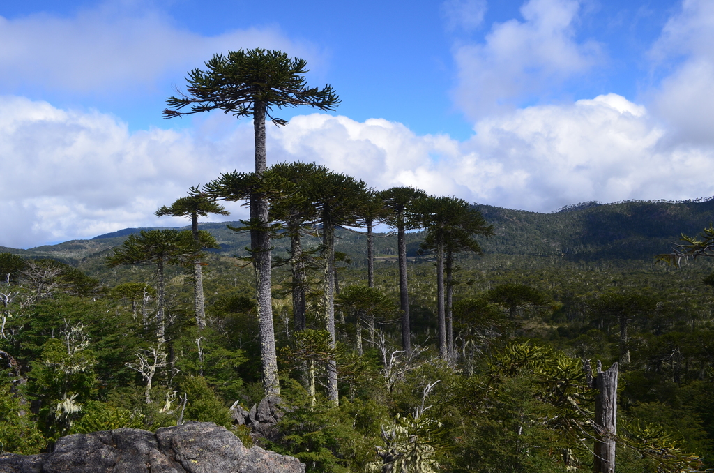Araucaria