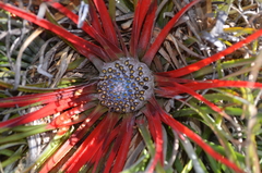 Fascicularia bicolor bicolor