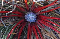 Fascicularia bicolor bicolor