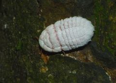 Coelostomidia zealandica