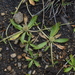 Eryngium depressum - Photo (c) Diego Alarcón, algunos derechos reservados (CC BY-NC), subido por Diego Alarcón