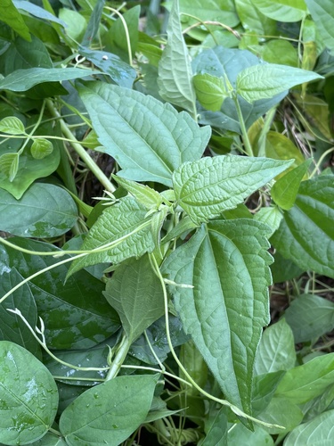 Chromolaena odorata observed 2023-07-29