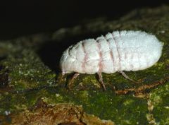 Coelostomidia zealandica
