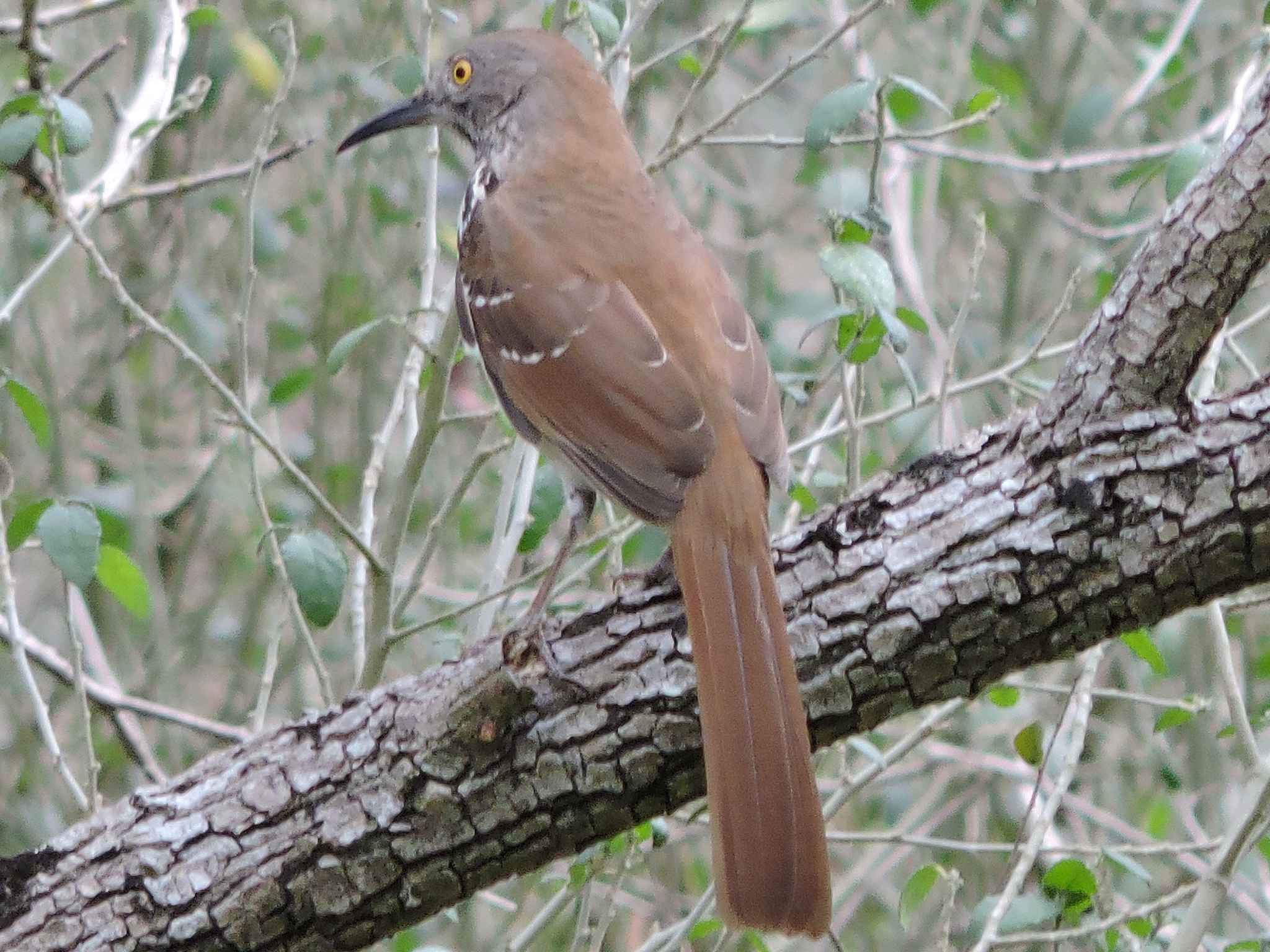 Long-billed Thrasher (Toxostoma longirostre)