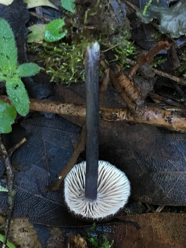 Entoloma decolorans image