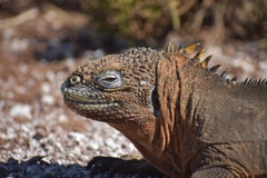 Common Land Iguana photo 5