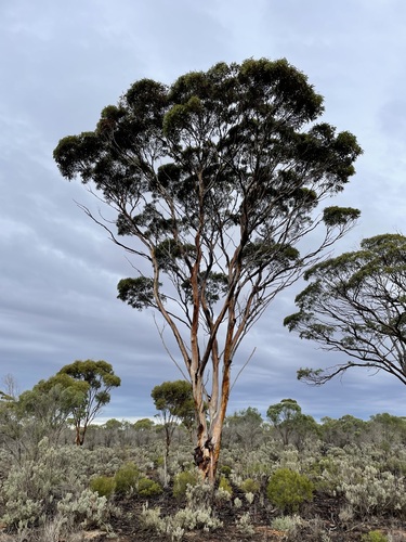 Eucalyptus fraseri