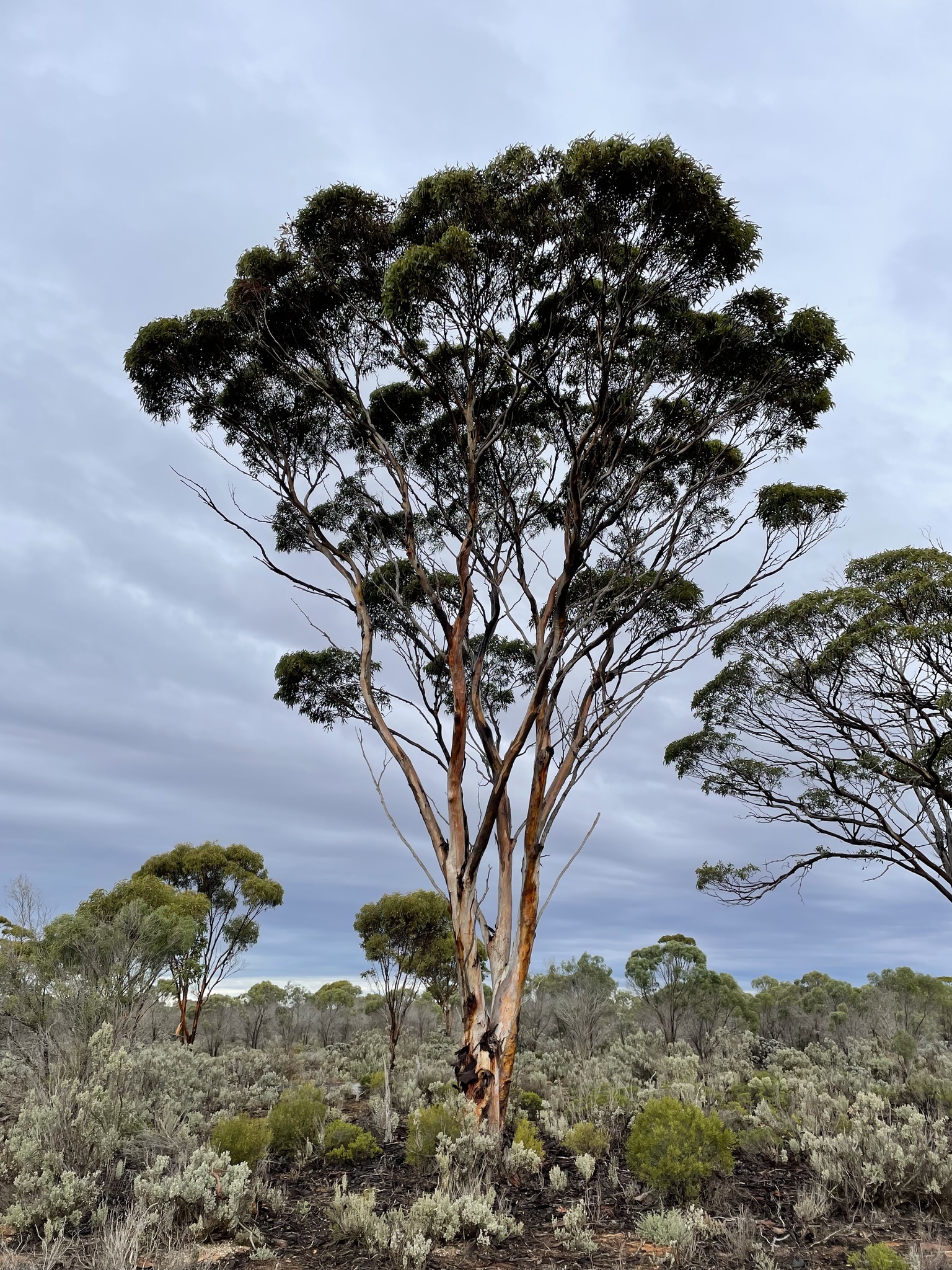 Eucalyptus fraseri