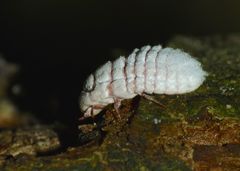 Coelostomidia zealandica