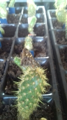 Thorybes dorantes galapagensis