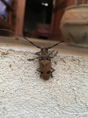 Monochamus scabiosus